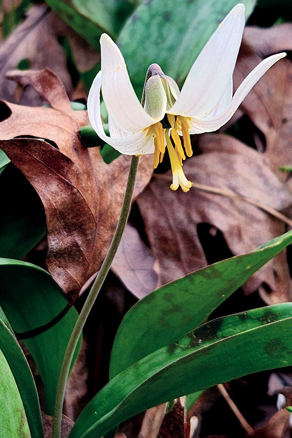 Wildflower with white petals and yellow stamen in a woodland setting