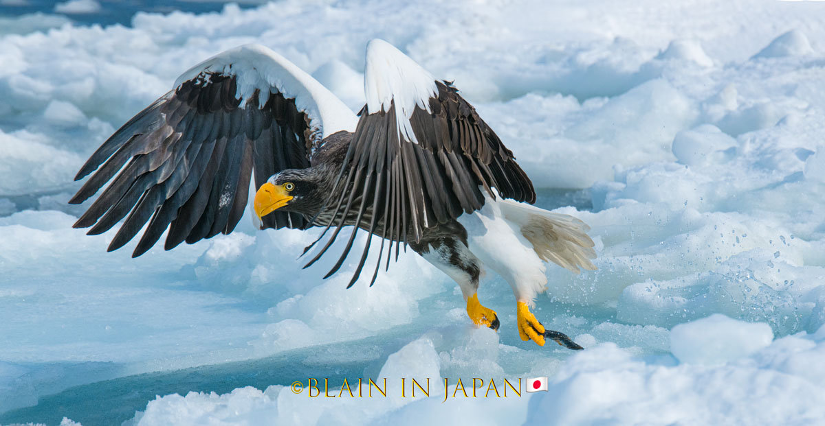 Steller's Sea Eagle Hokkaido Birding Tour - A Nation Unifying Raptor
