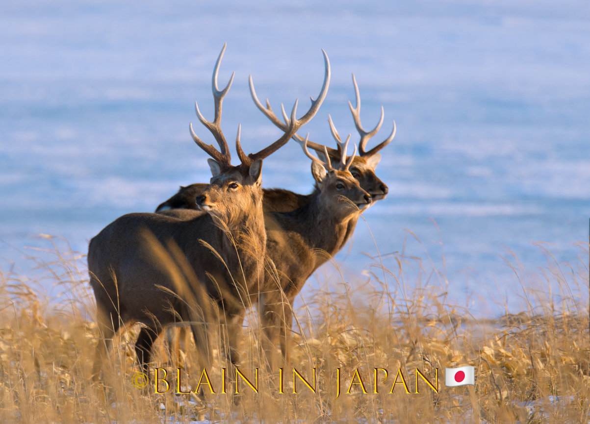 Hokkaido Deer Largest Herd Ever Photographed During my annual