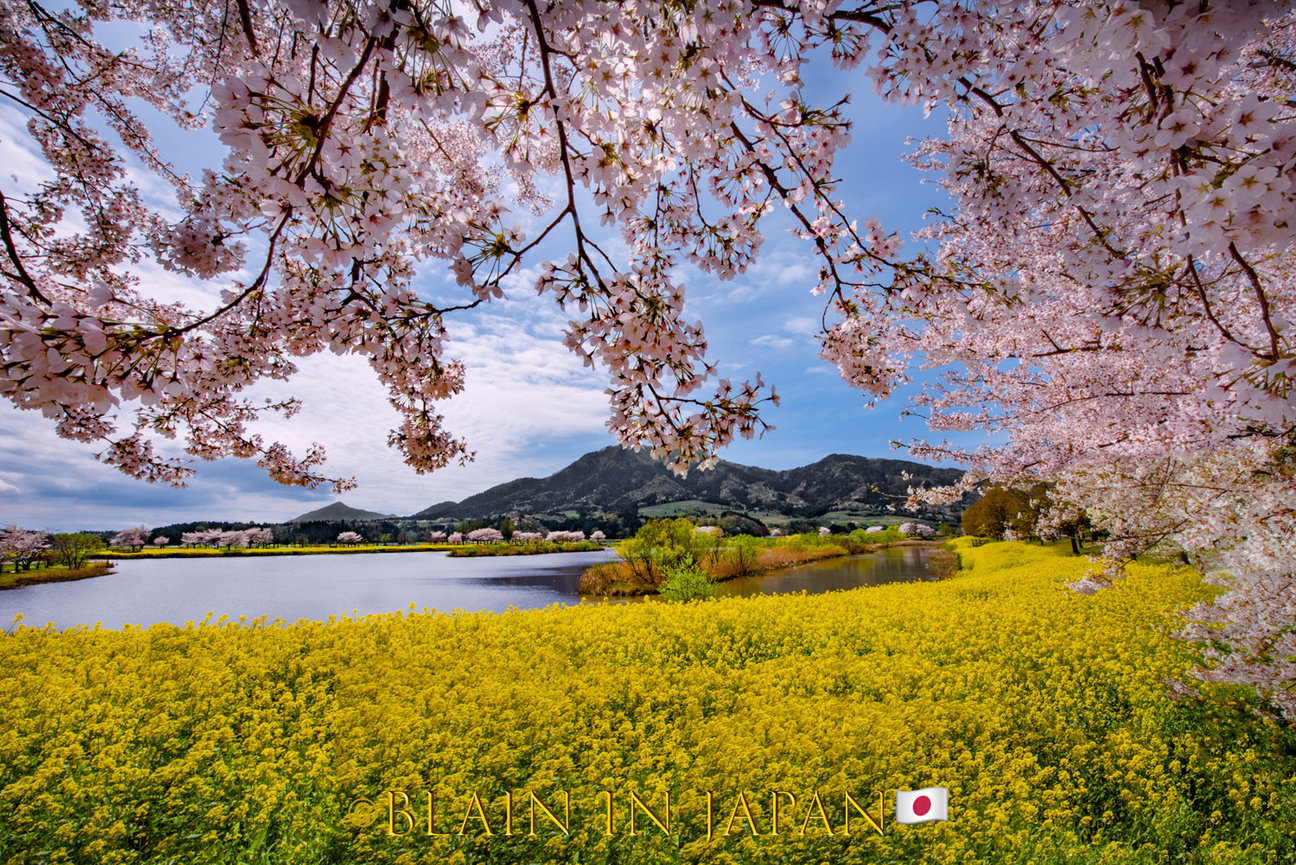 Discover the Enchanting Bloom - Akitas Cherry Blossom Photo Tour