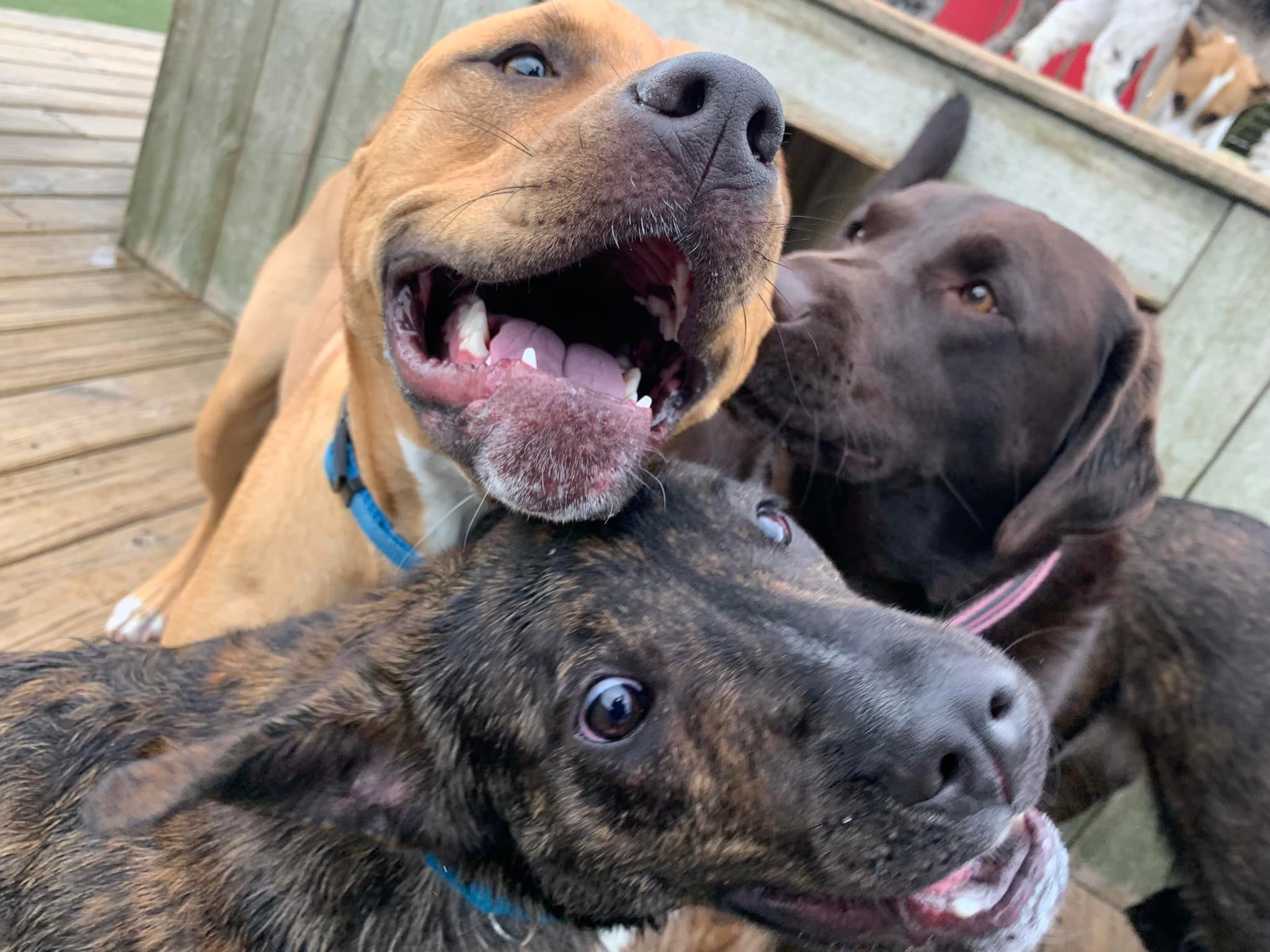 WEST ALLIS Playtime Doggy Daycare