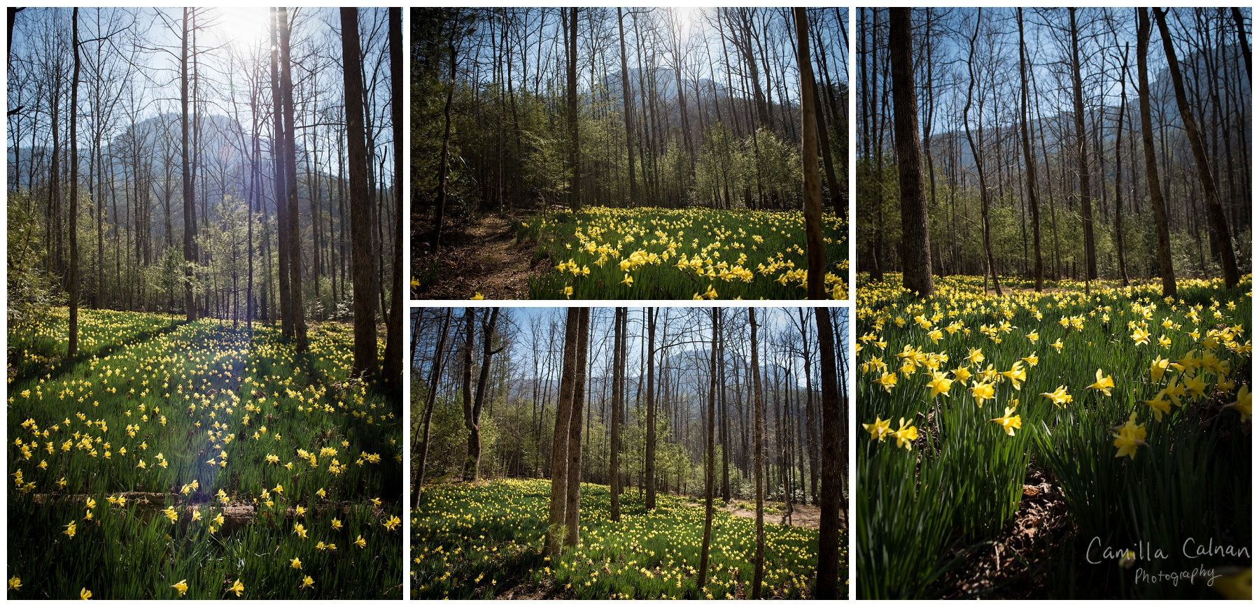 Daffodil Flats at the Linville Wilderness Area in North Carolina
