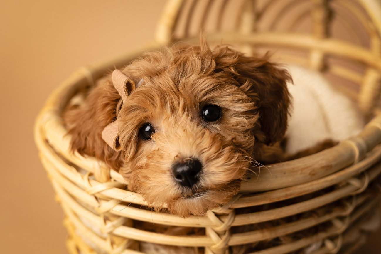 Fluffy puppy resting in a woven basket, looking adorably relaxed on a warm-toned background.