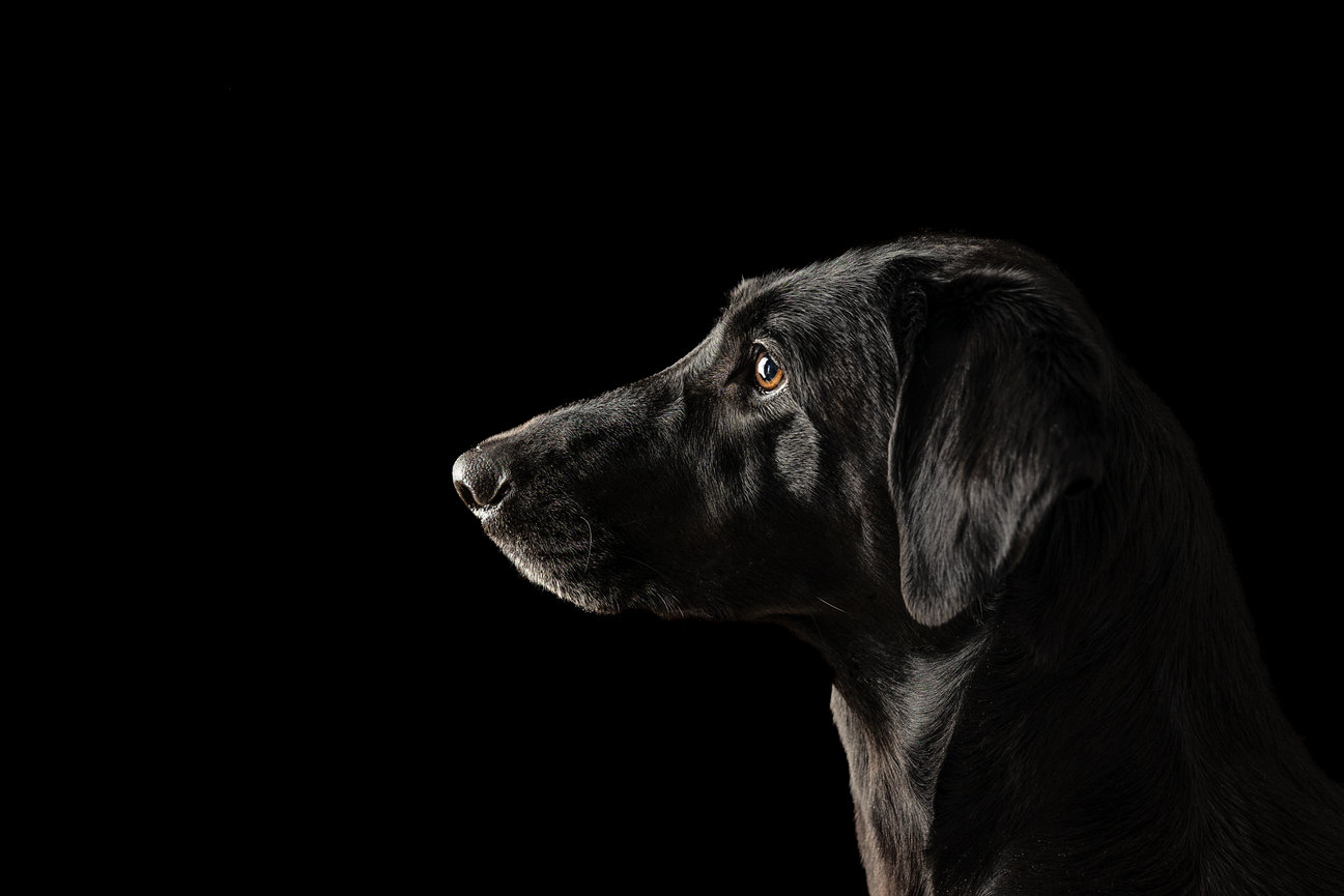 Profile of a black dog against a dark background, looking intently to the left.