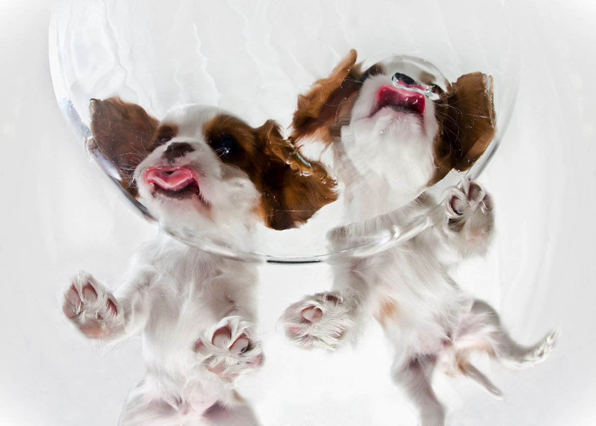 funny dog or pet photo