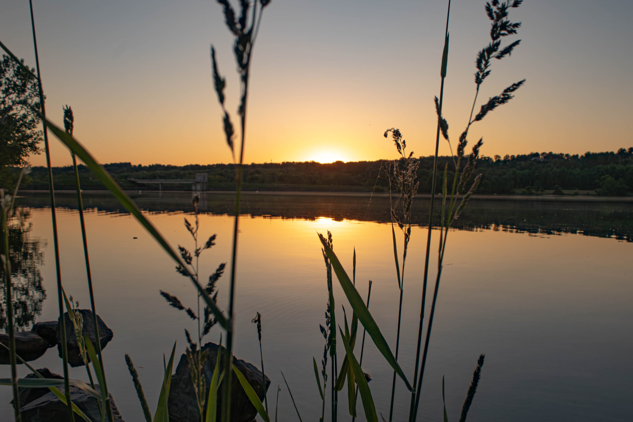 Sun setting over a calm lake with tall grasses silhouetted in the foreground