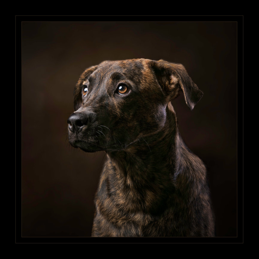 Brindle dog portrait on a dark studio background.