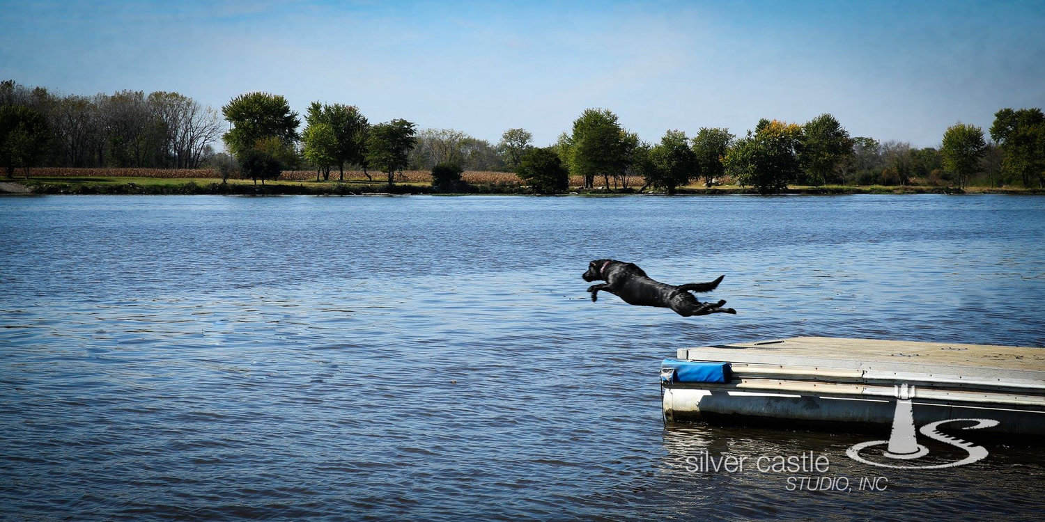 Dog jumping into a lake near a wooden dock on a sunny day.