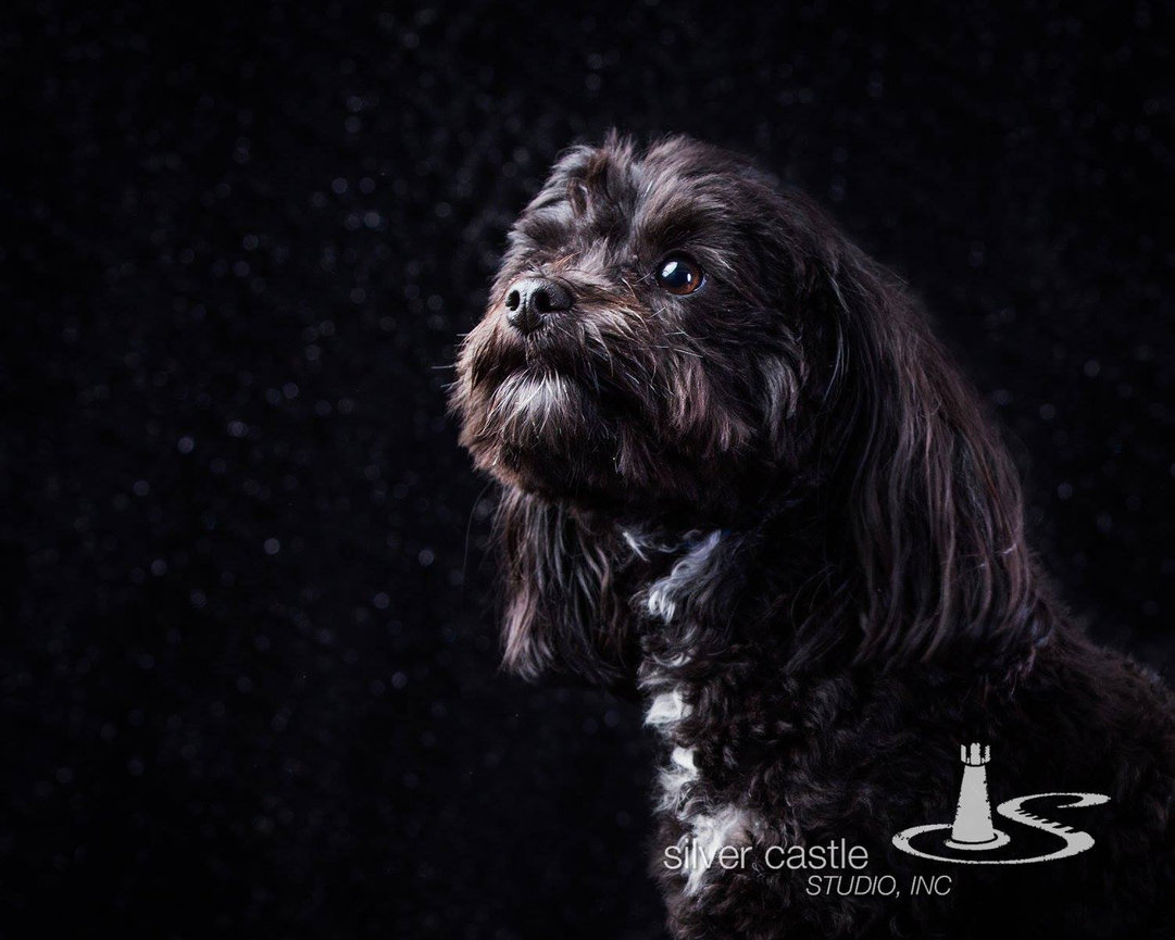 Black dog portrait against a dark studio background.