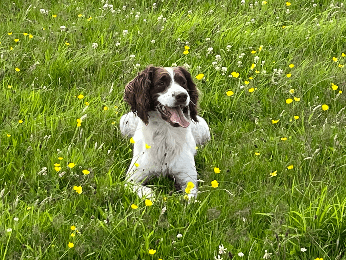 A brown and white dog lying in a field of green grass and yellow flowers.
