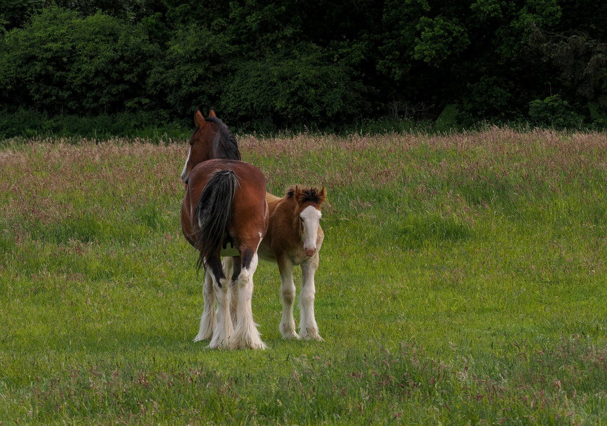 A brown horse with a mane stands beside a small foal in a grassy field.