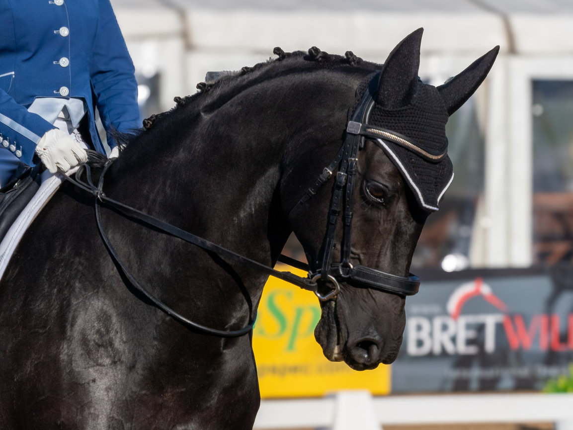 Close-up of a black horse with braided mane, wearing a bridle and a decorative ear net during a dressage event.