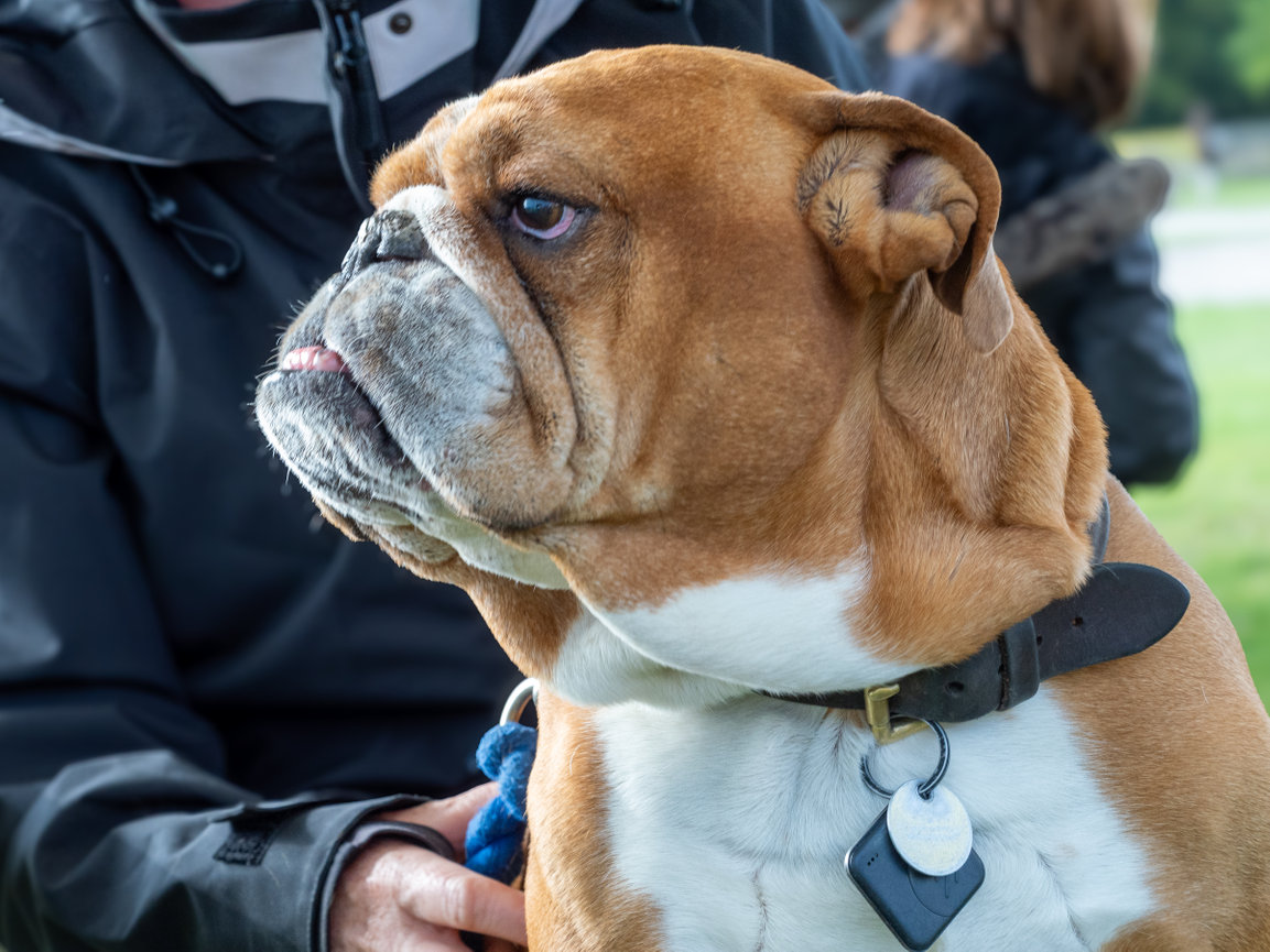 Close-up of a Bulldog with a wrinkled face, sitting outdoors next to a person in a black jacket.
