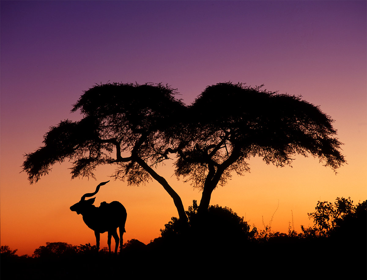 Silhouette At Sunset In Botswana Jim Zuckerman Photography Photo Tours