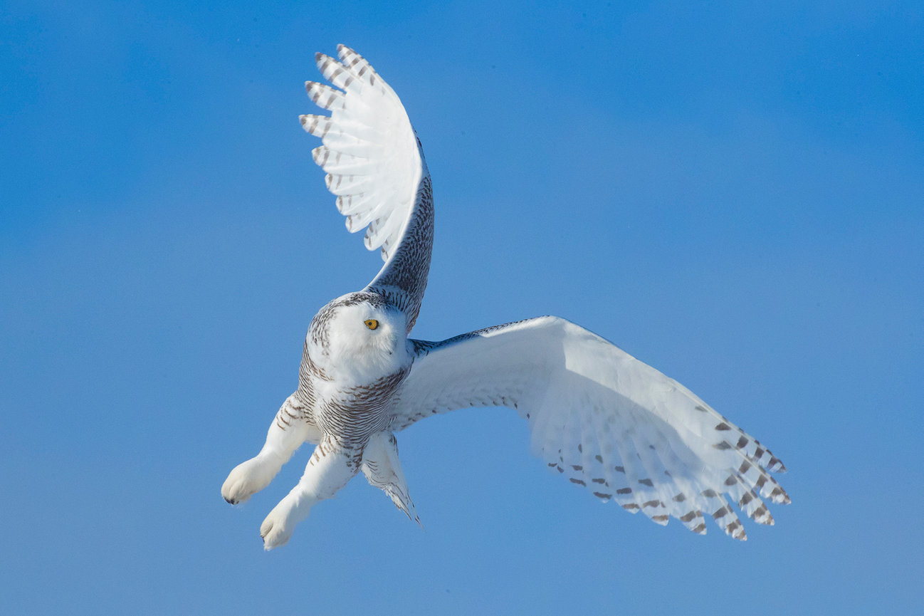 Snowy owls 2024 Jim Zuckerman photography & photo tours