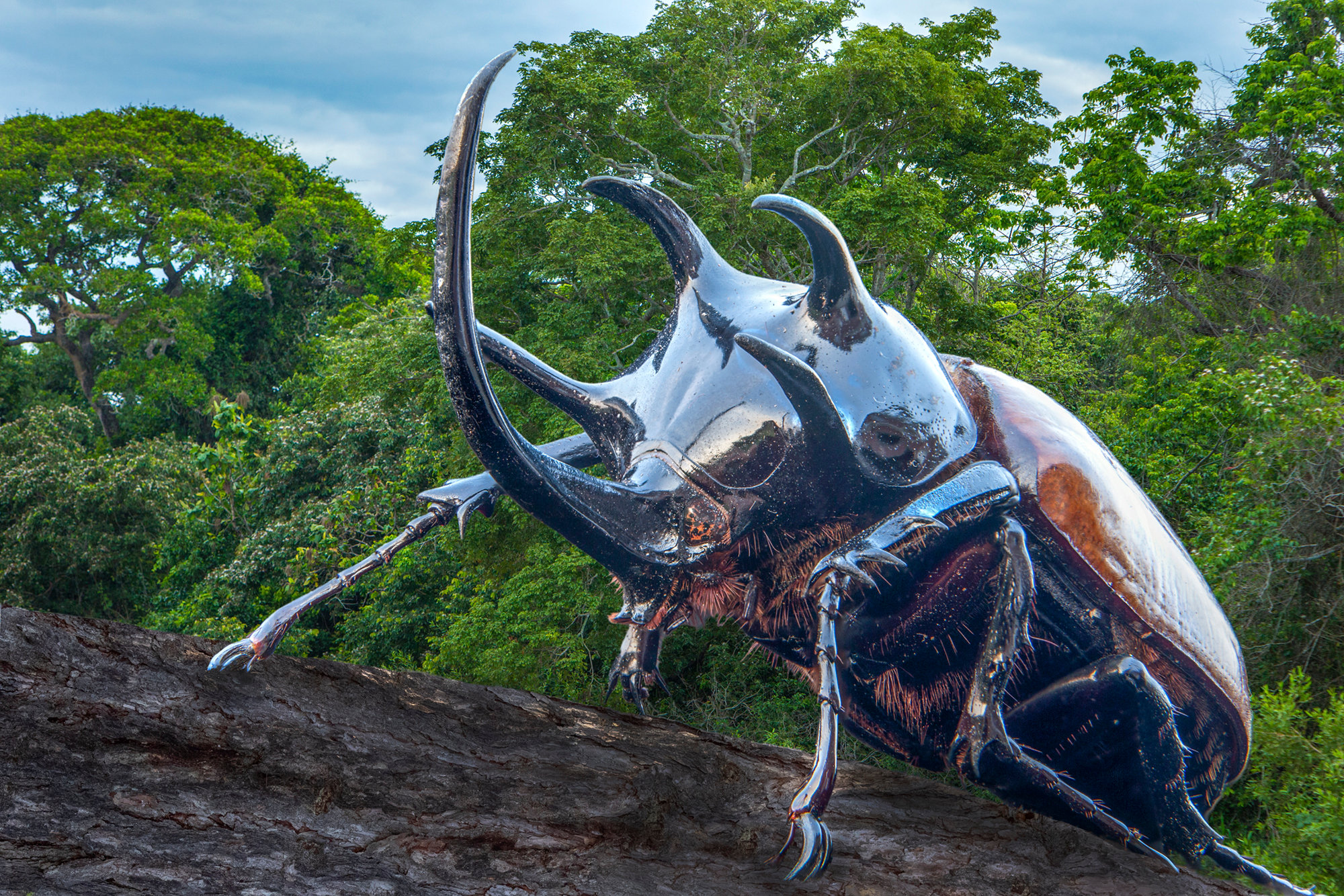 one-scary-creature-jim-zuckerman-photography-photo-tours