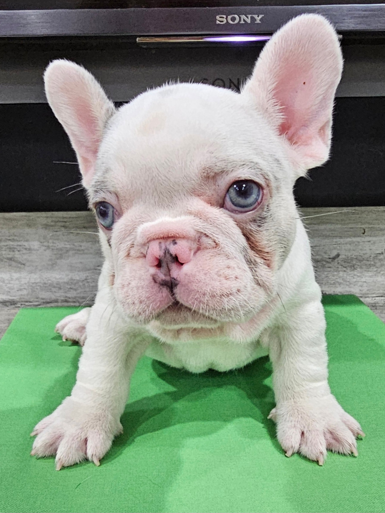 AVAILABLE PUPPIES-FRENCHBULLDOGS FLORIDA