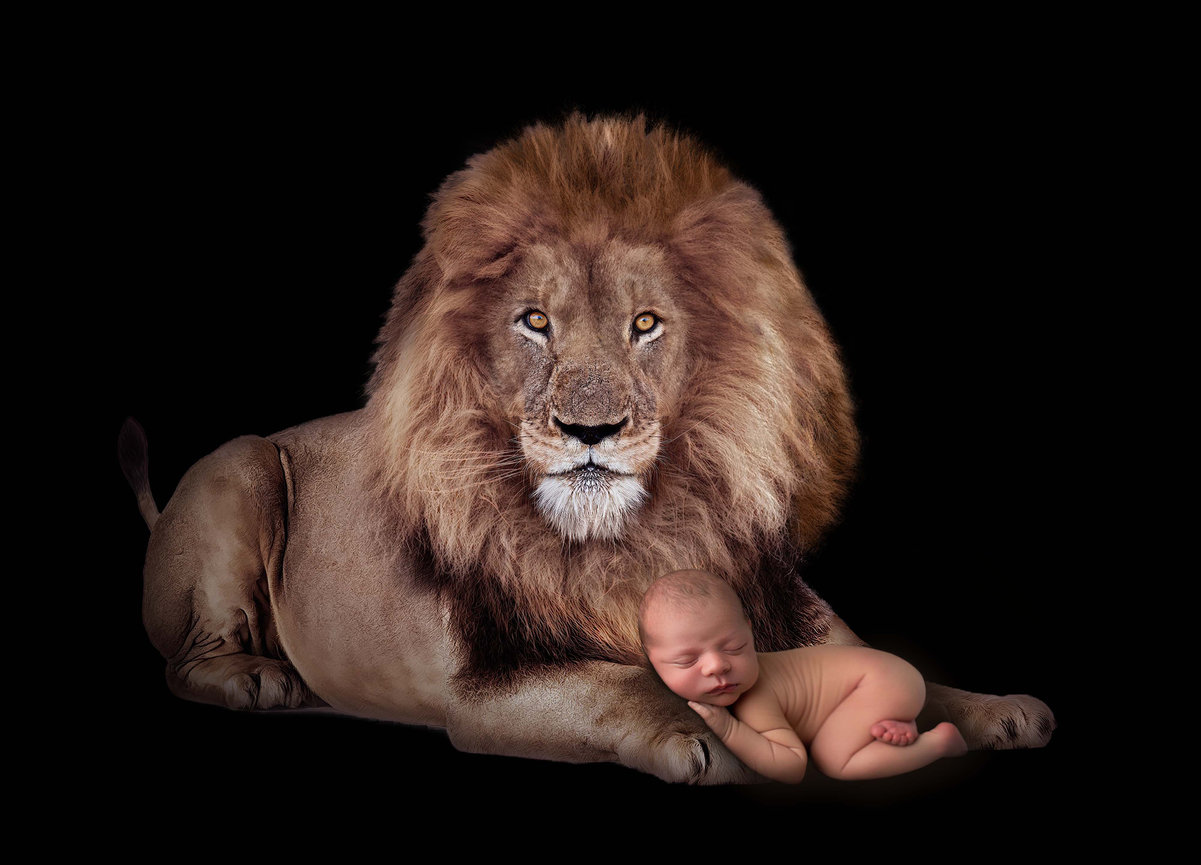 newborn baby sleeping in bum up pose laying on a lion during newborn photography session with kansas city newborn photographer Dreamworks Photography 