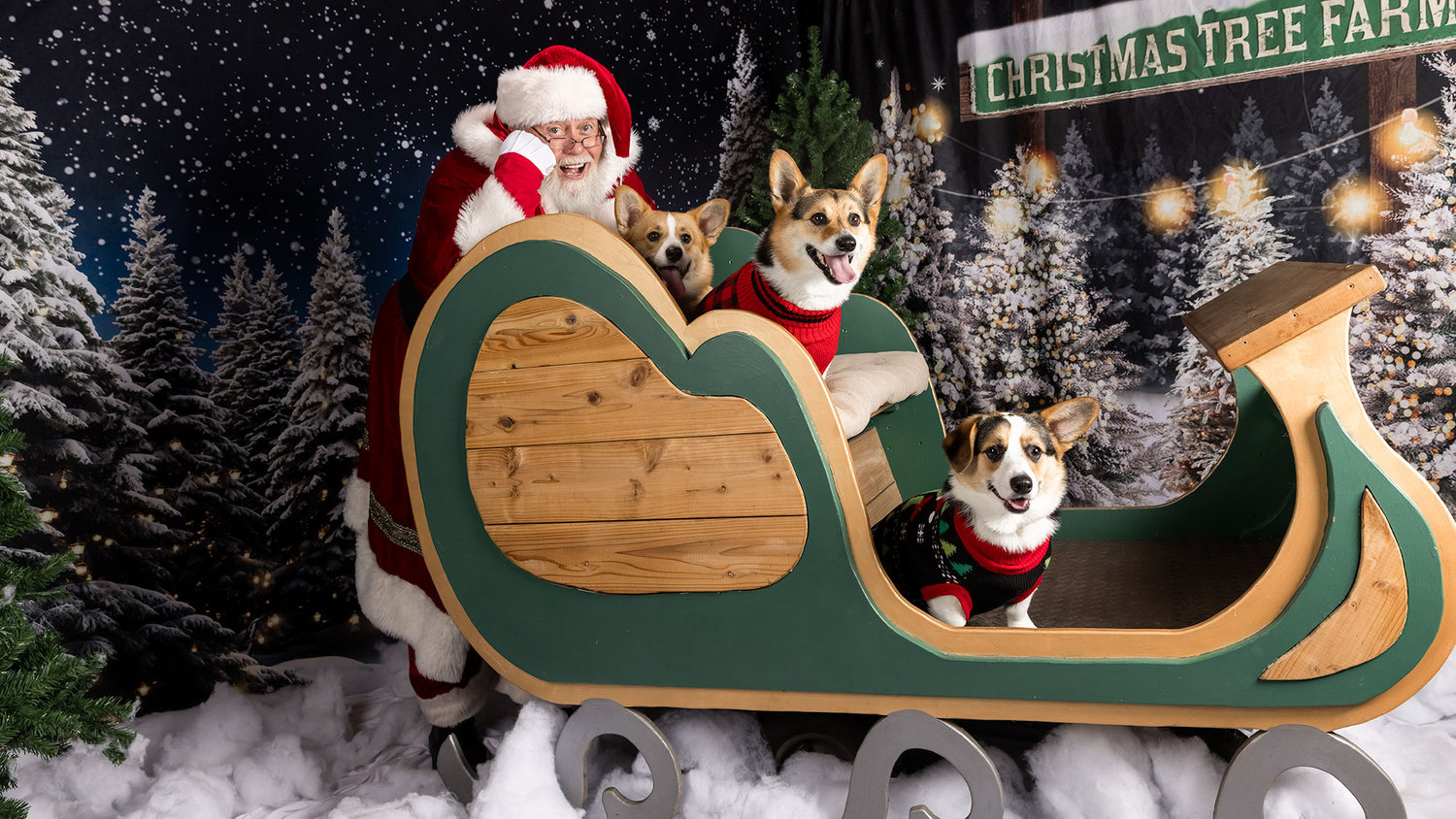 Santa Paws with 3 corgis in a sleigh