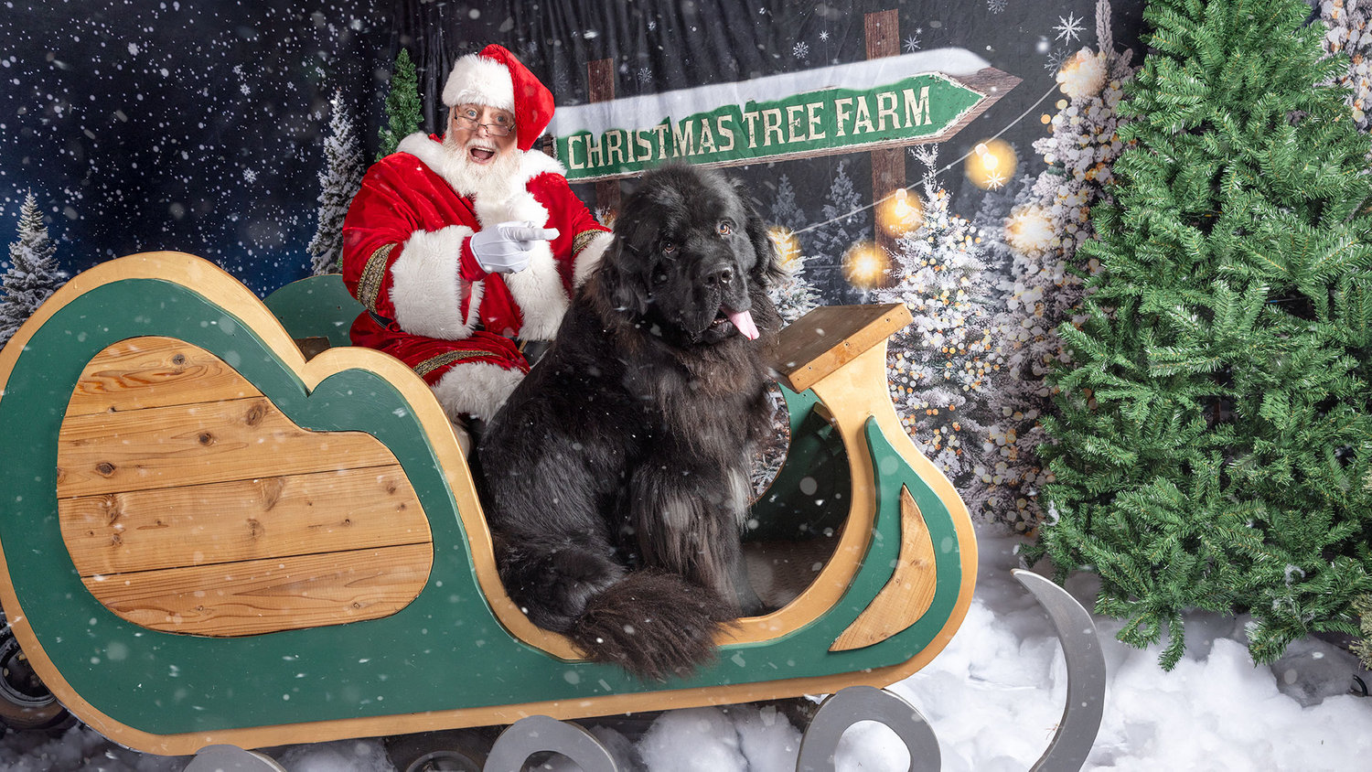 Santa Paws and Newfie in sleigh