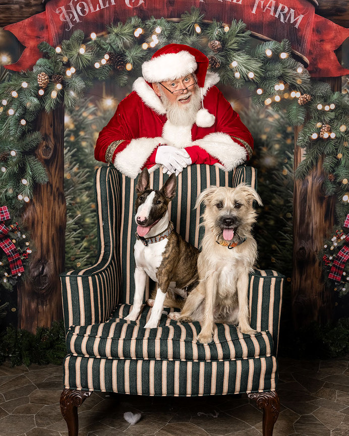 Santa Paws with two dogs, bull terrier and terrier mix, sitting in a striped chair