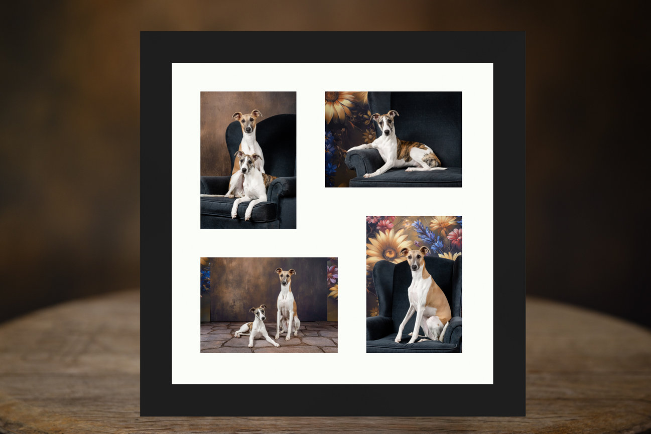 custom pet photography reveal box with matted portrait prints that can be rotated for display