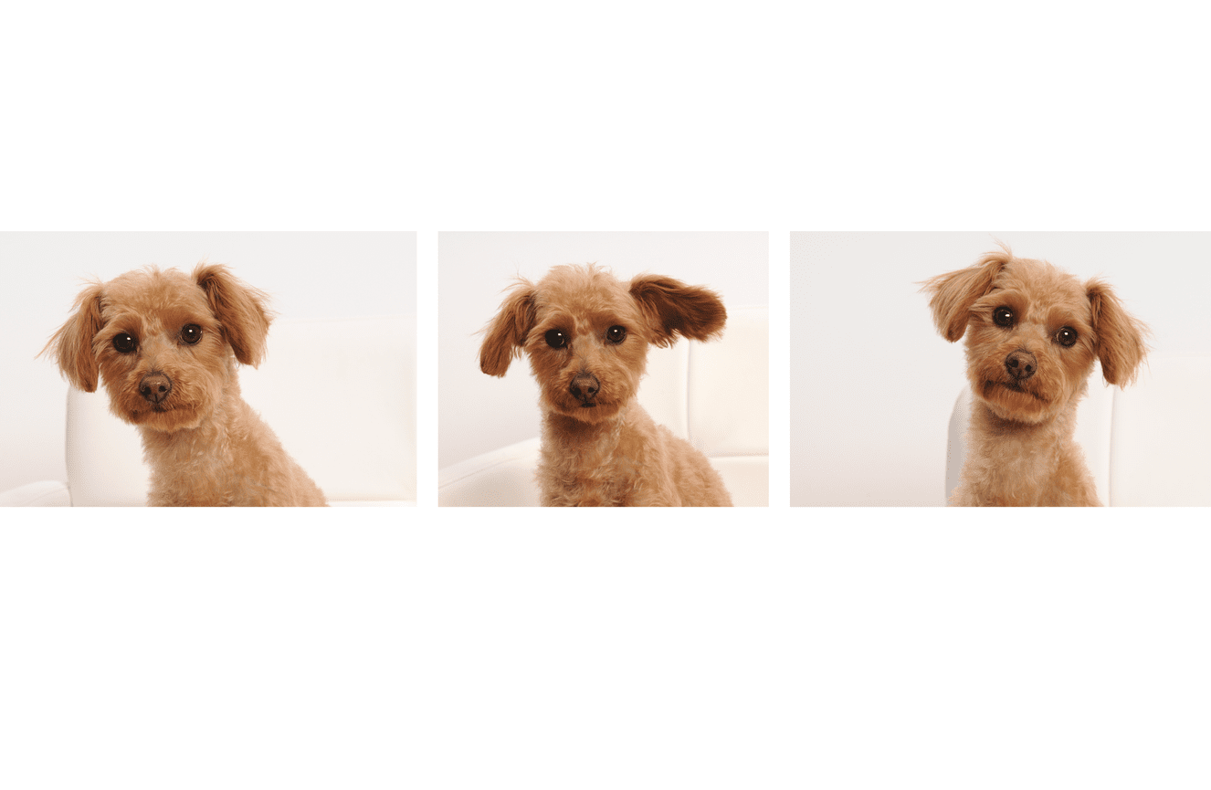 Three expressions of a blonde furry puppy during a pet portrait session at Kliks Photography.
