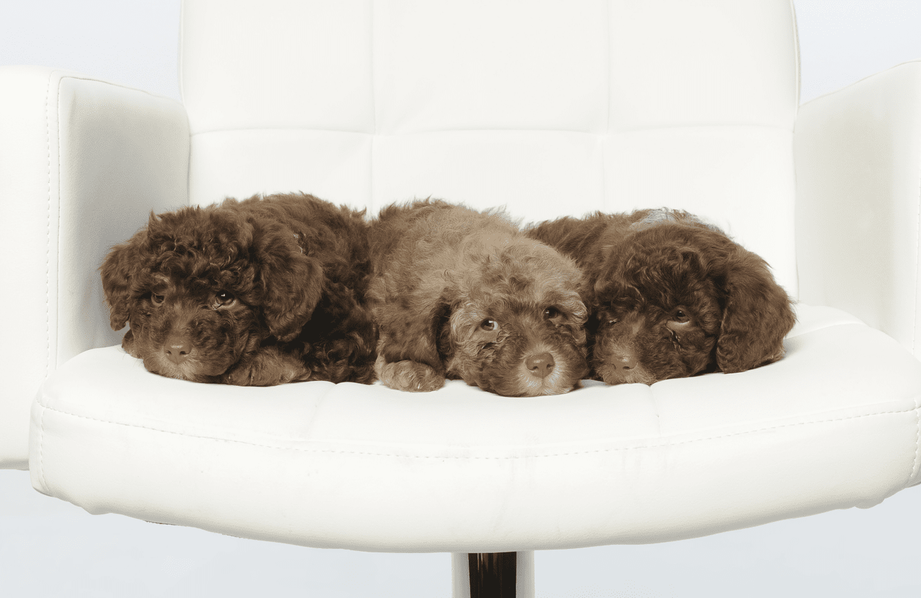 Three sable colored mini poodle puppies laying next to each other on a white leather chair in the Kliks Photography studio in Cedar Rapids Iowa.