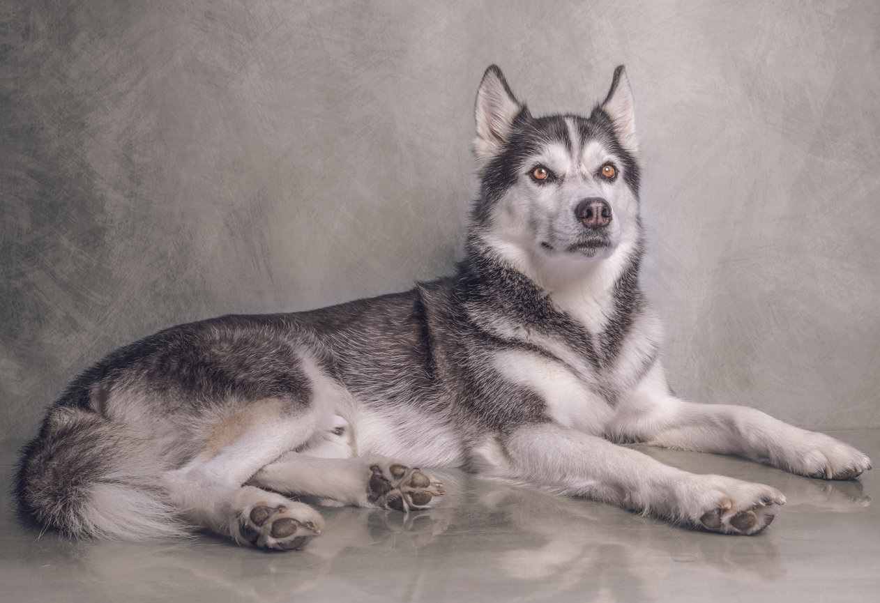 Husky lying down on a smooth surface against a gray textured background.