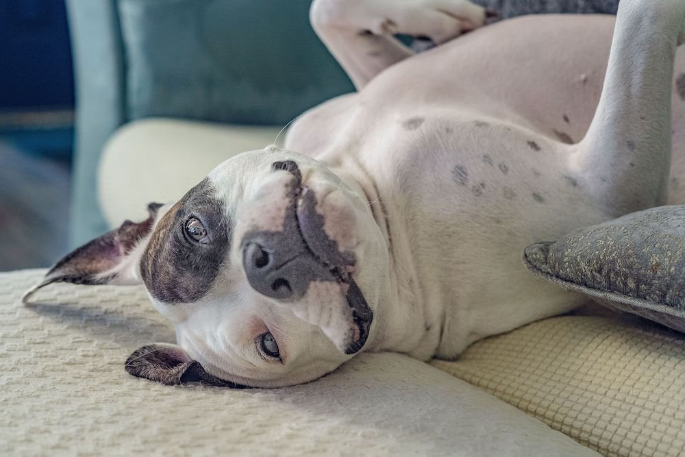 A playful dog lies upside down on a couch, looking at the camera.
