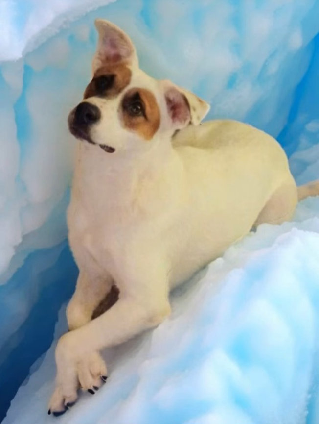 White dog posing against a blue background