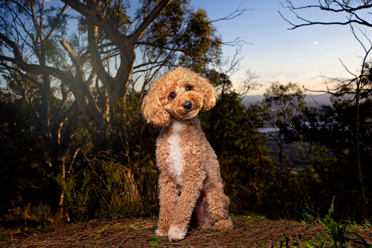 Moritz the Bichoodle at Mount Ainslie Lookout Canberra