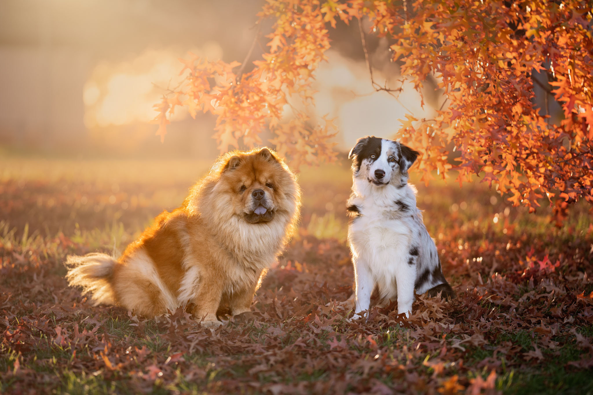 Embracing the Magic of Autumn for pet photography in Canberra