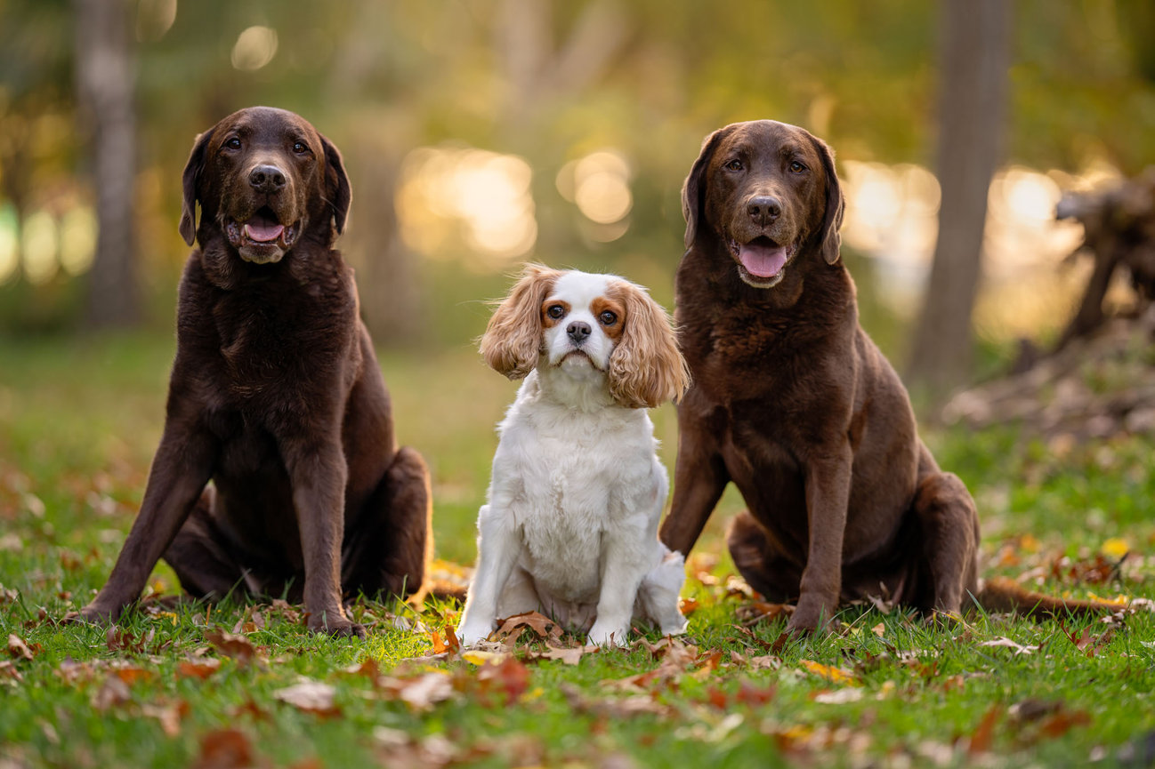 Three dogs sitting together