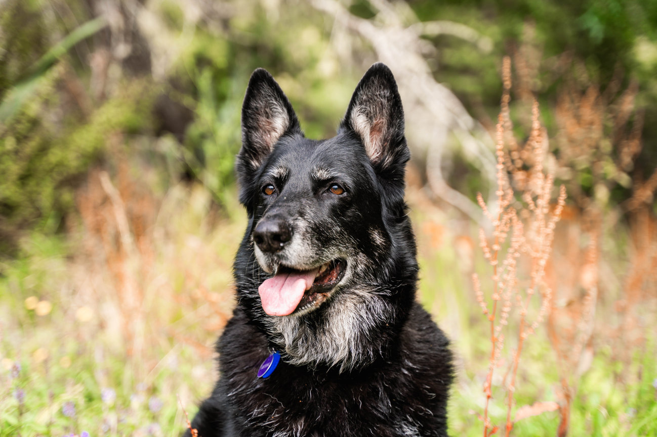 A black dog with pointy ears sits outdoors, surrounded by grass and plants.