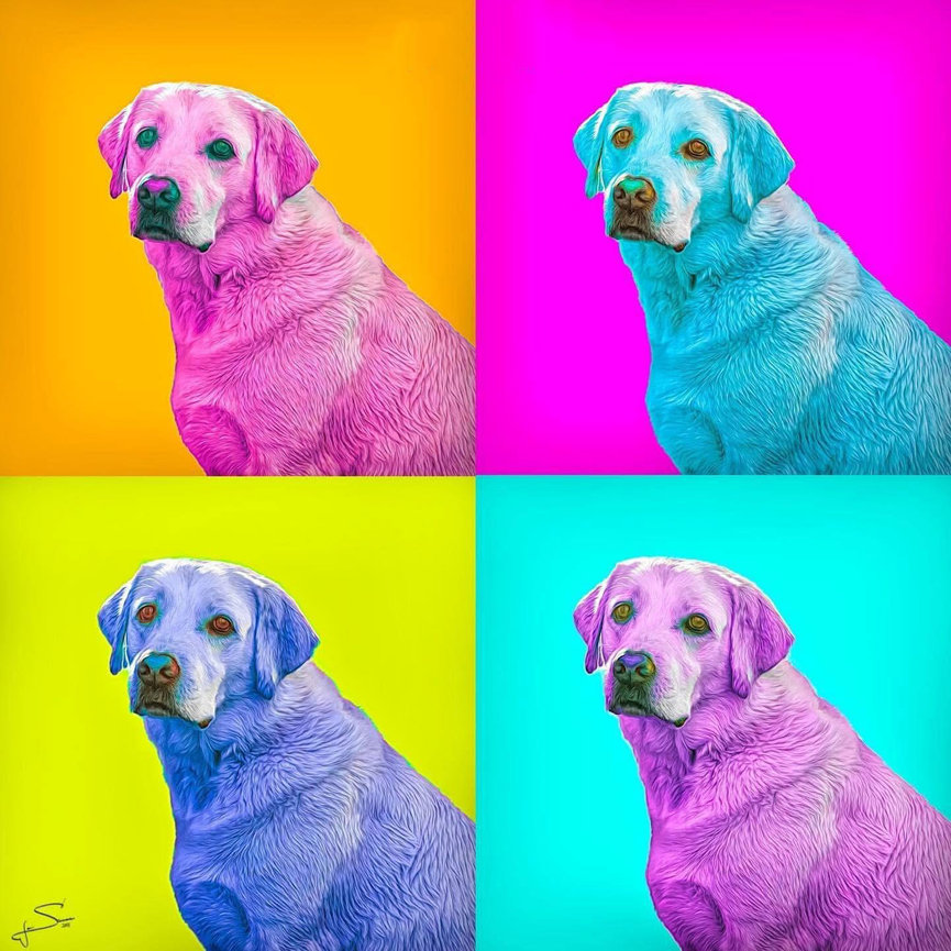 Fun Vibrant colorful image of a labrador for a clients home in Fort Worth.