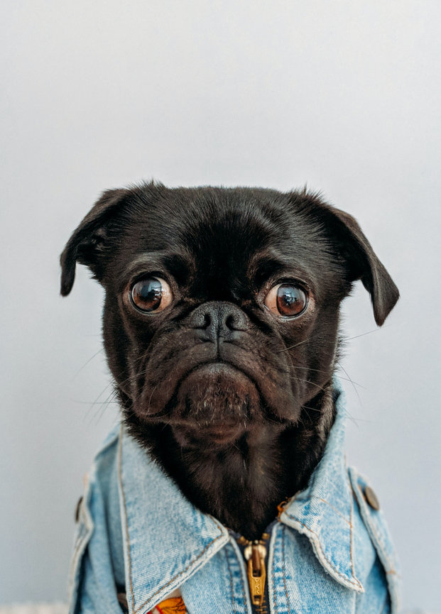 Black pug wearing a denim jacket, looking curiously at the camera against a light background.