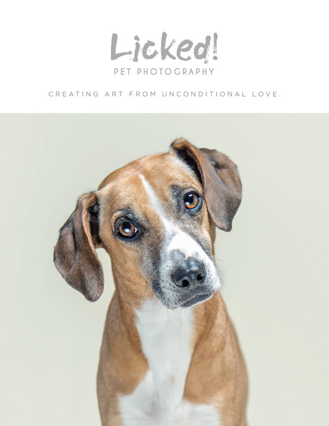 Blog archive-Licked! Pet Photography picture