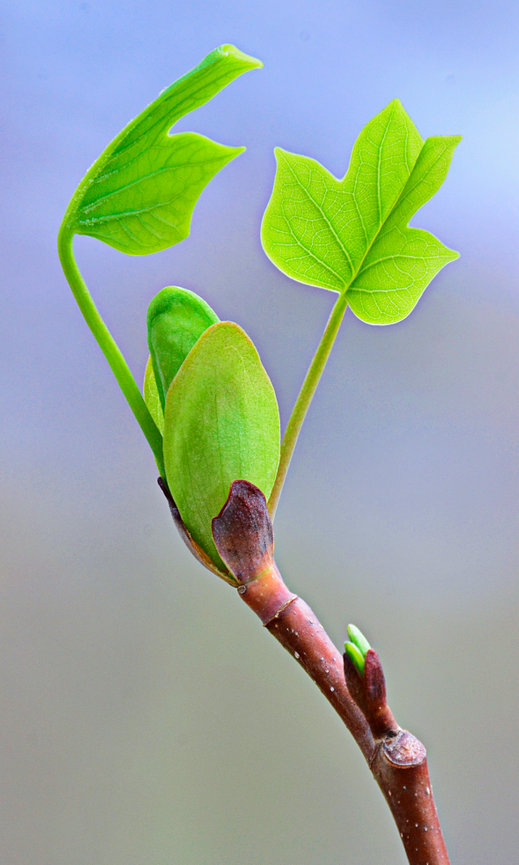 Time for Shooting Tree Buds Mike Moats Award Winning Macro Photographer