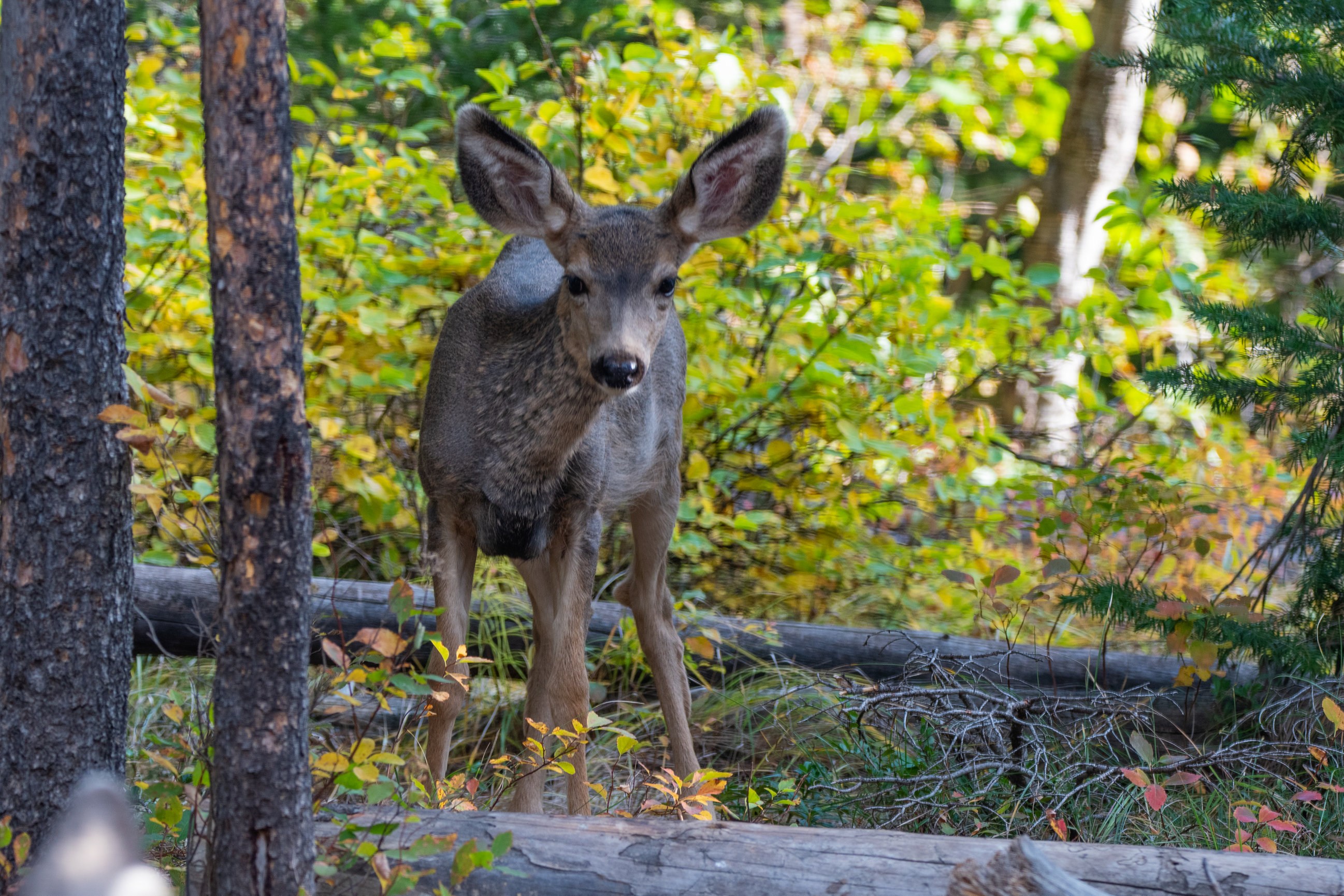 Deer portfolio pictures by One Moment In Time Photography.