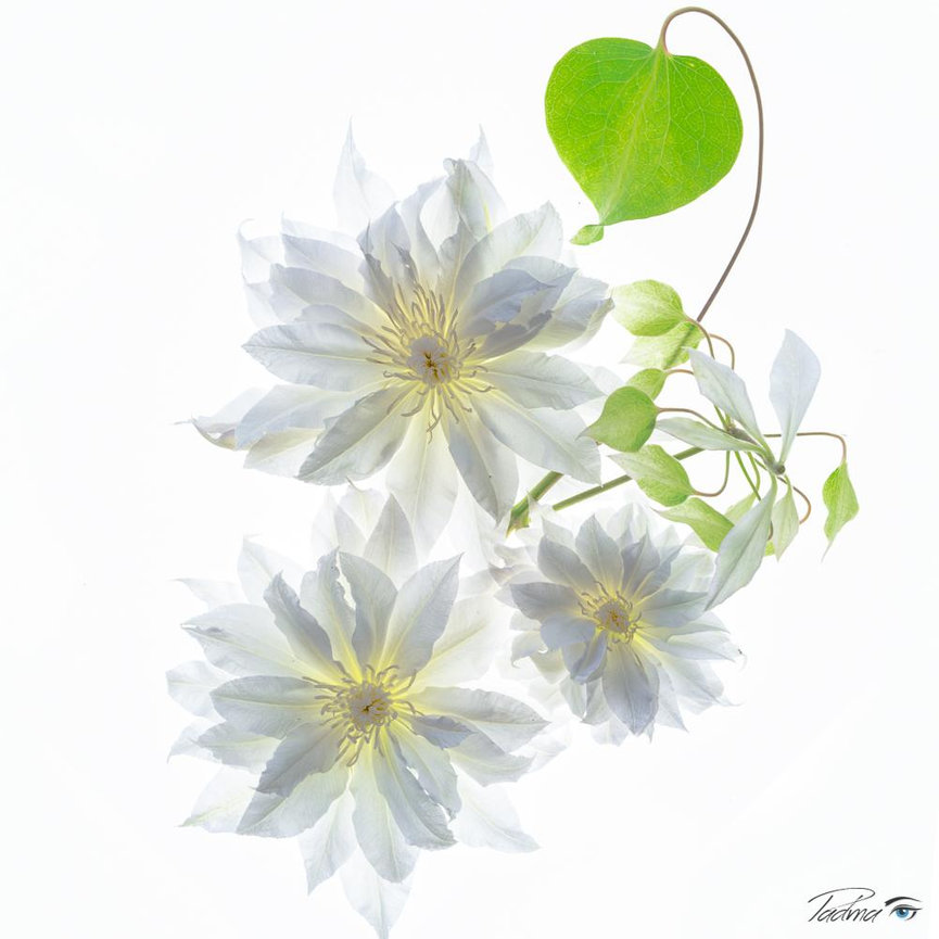 Light Box Flower Photography Mike Moats Award Winning Macro