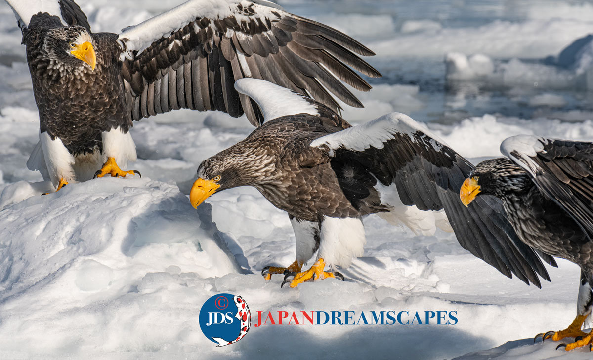 日日是好日 ファガッセン EAGLE 26 Nissan Skyline Hakosuka series emblem – JDM CAR PARTS