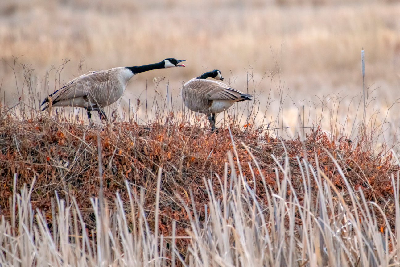 Fine Art Photo Storyteller, Pamela Dunn Parrish