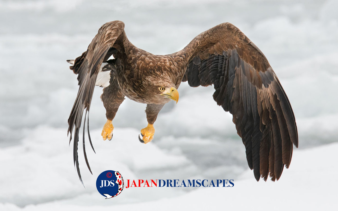 February 1-9 2026 Hokkaido Birding Photo Workshop - JAPAN DREAMSCAPES