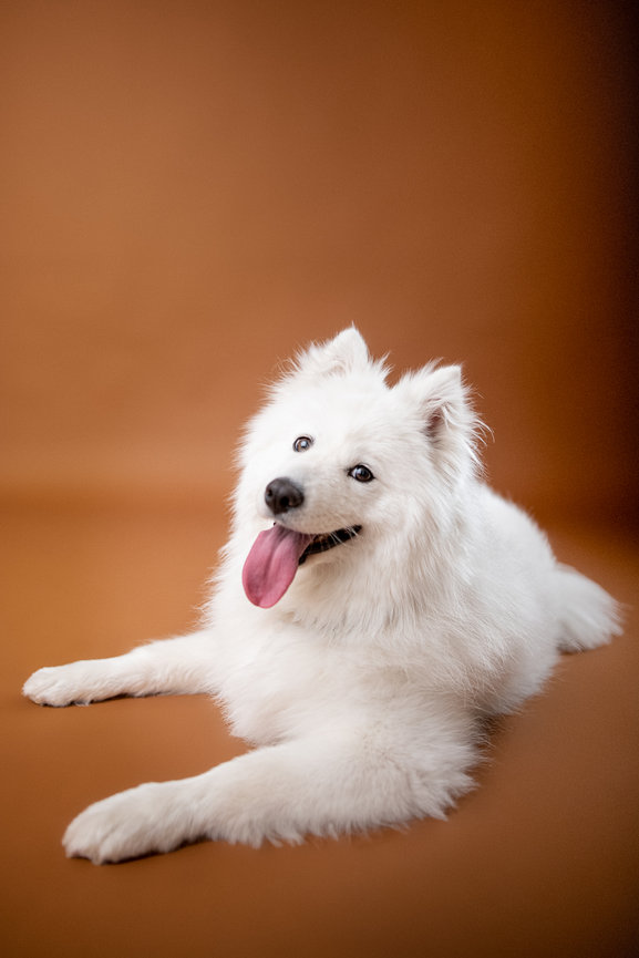 samoya dog photography the pooch studio