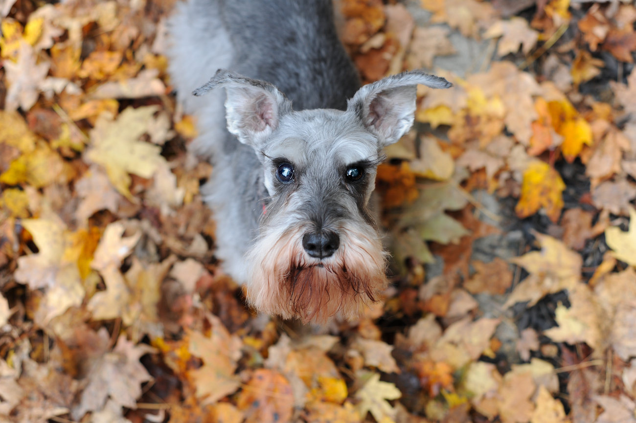 Schnauzer dog surrounded by colorful autumn leaves for a professional dog portrait session in Dublin Ohio.