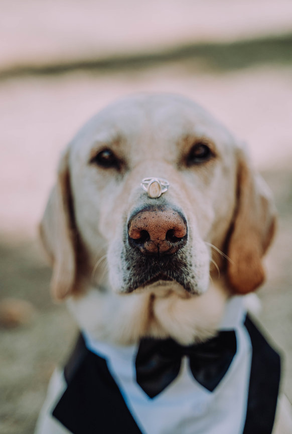 Dog with wedding ring and tux, Idaho wedding planning