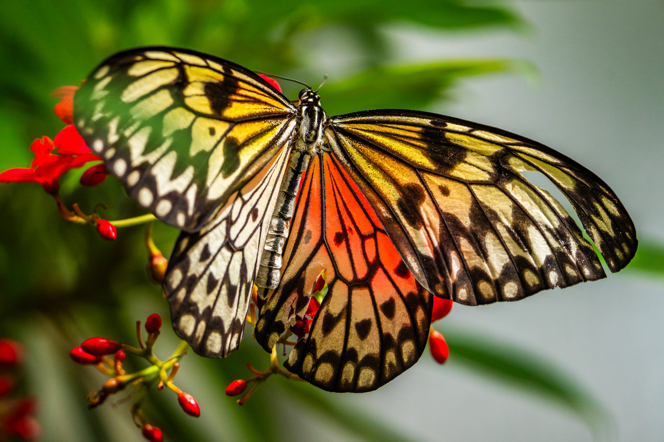 Butterfly with colorful wings perched on red flowers with green leaves in the background.